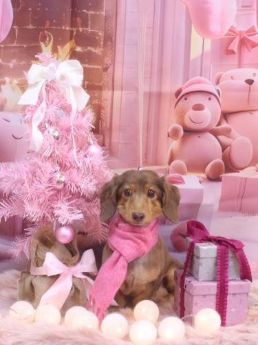 20241222モカくん